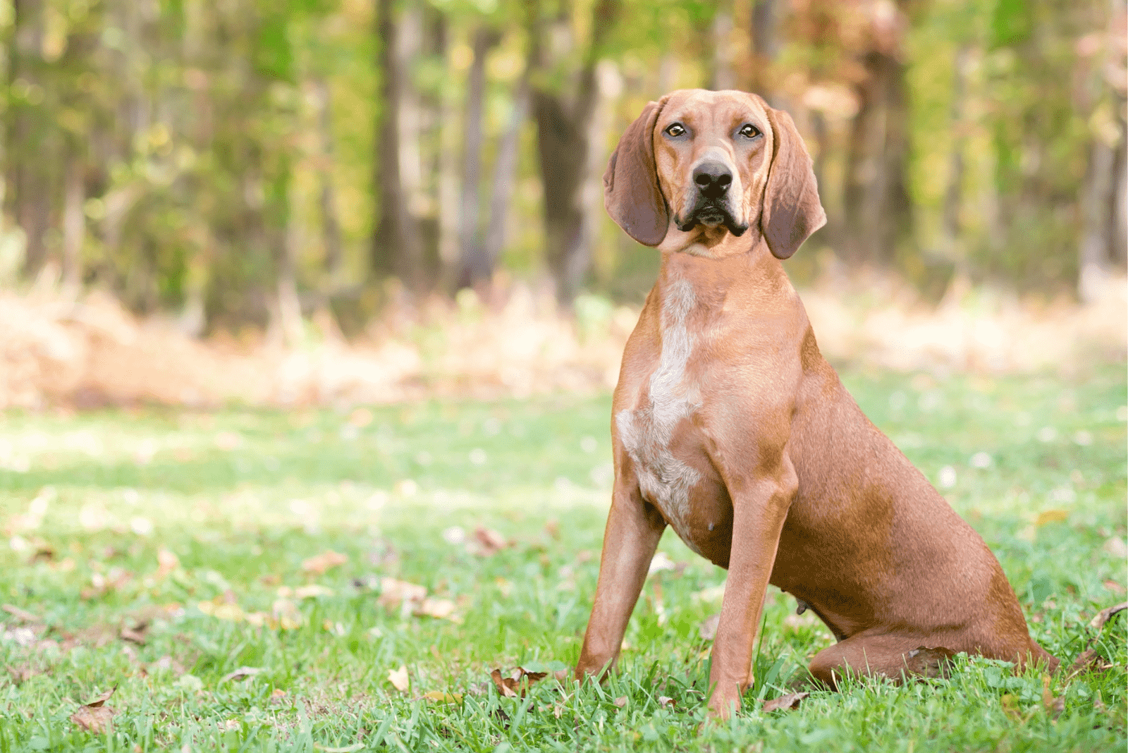 brown coonhound sitting on the grass