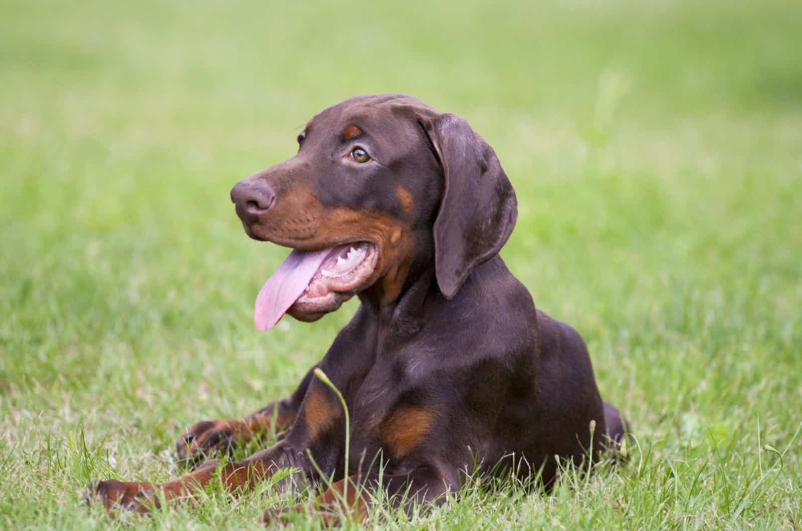 brown doberman puppy lying in the grass