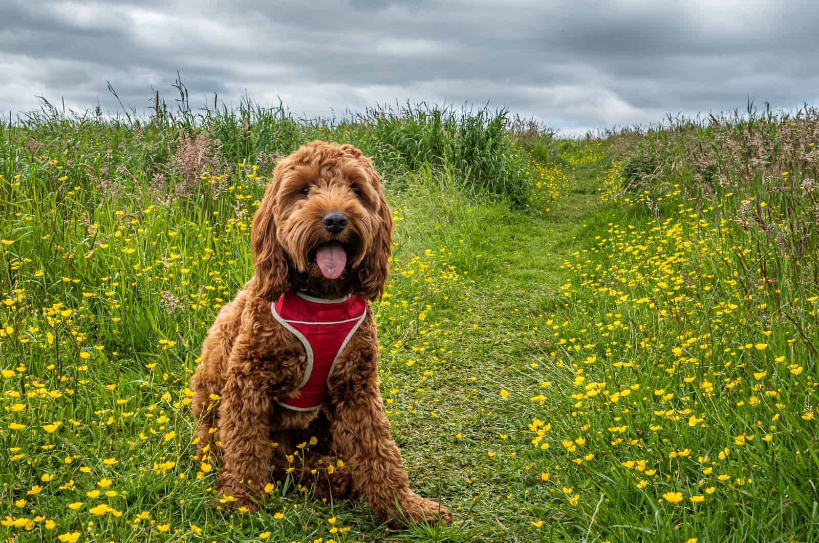 brown dog in field sitting