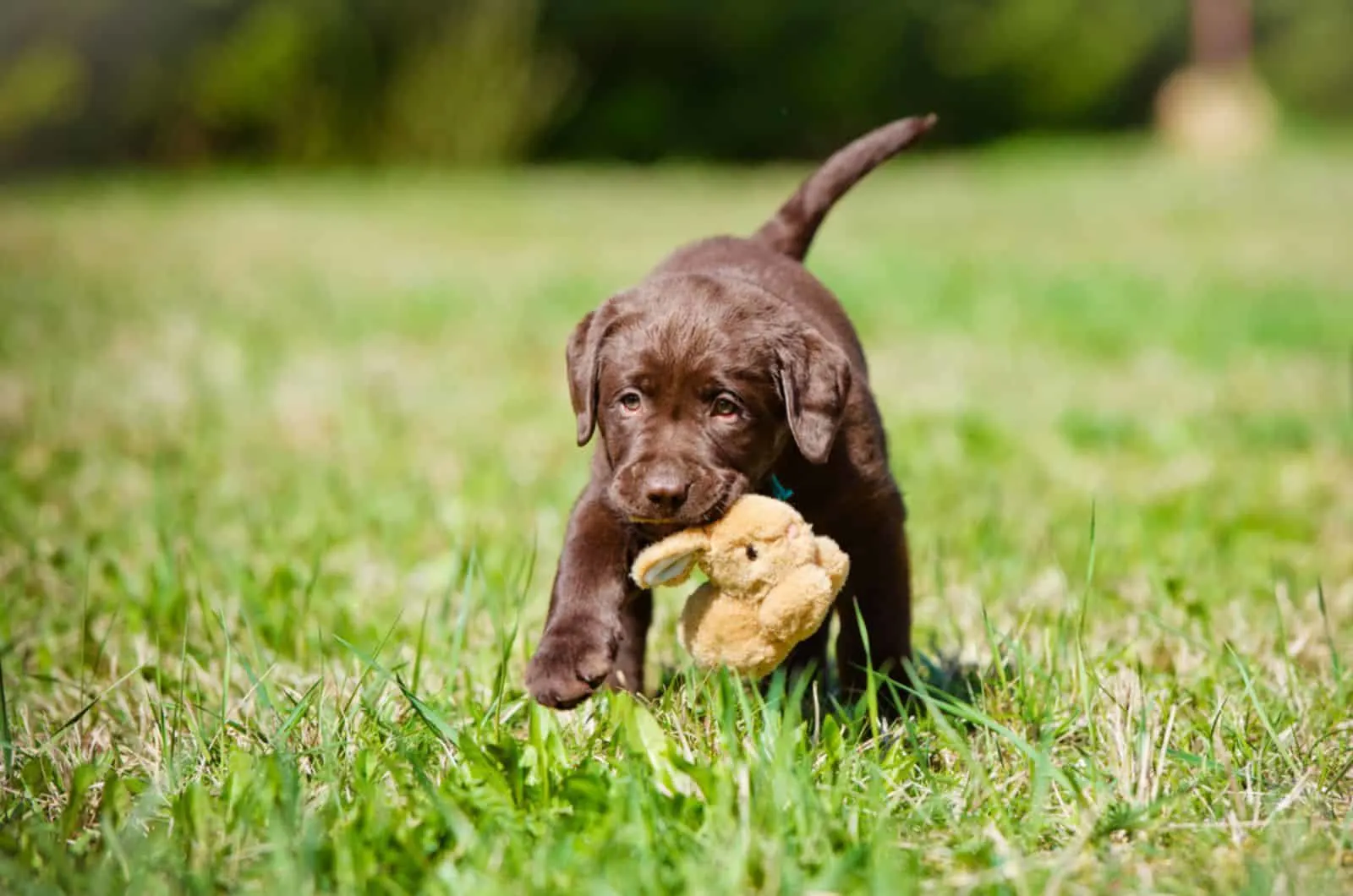 brown labrador puppy playing with a toy