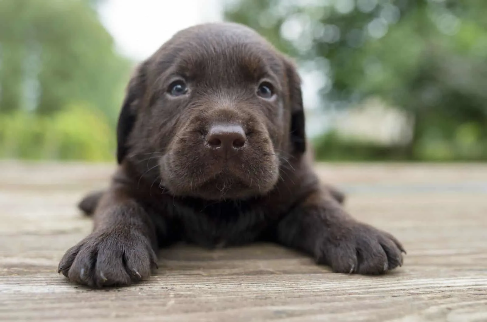 brown labrador puppy lying on the ground outdoors