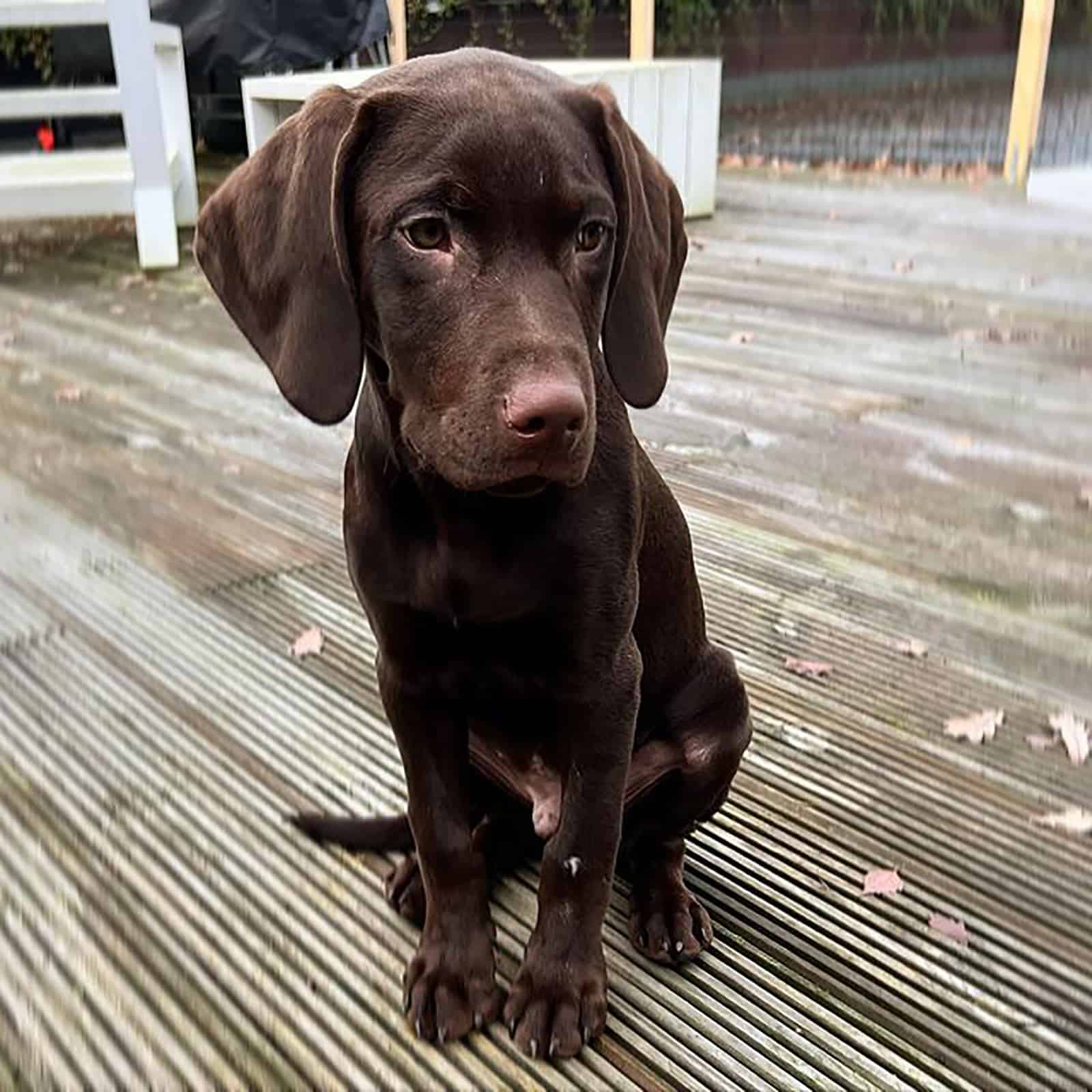 brown vizsla lab puppy sitting on the porch