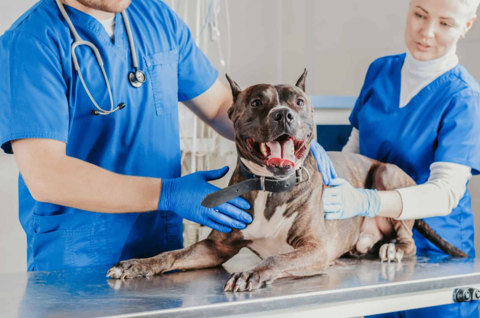 bulldog being examined at clinic