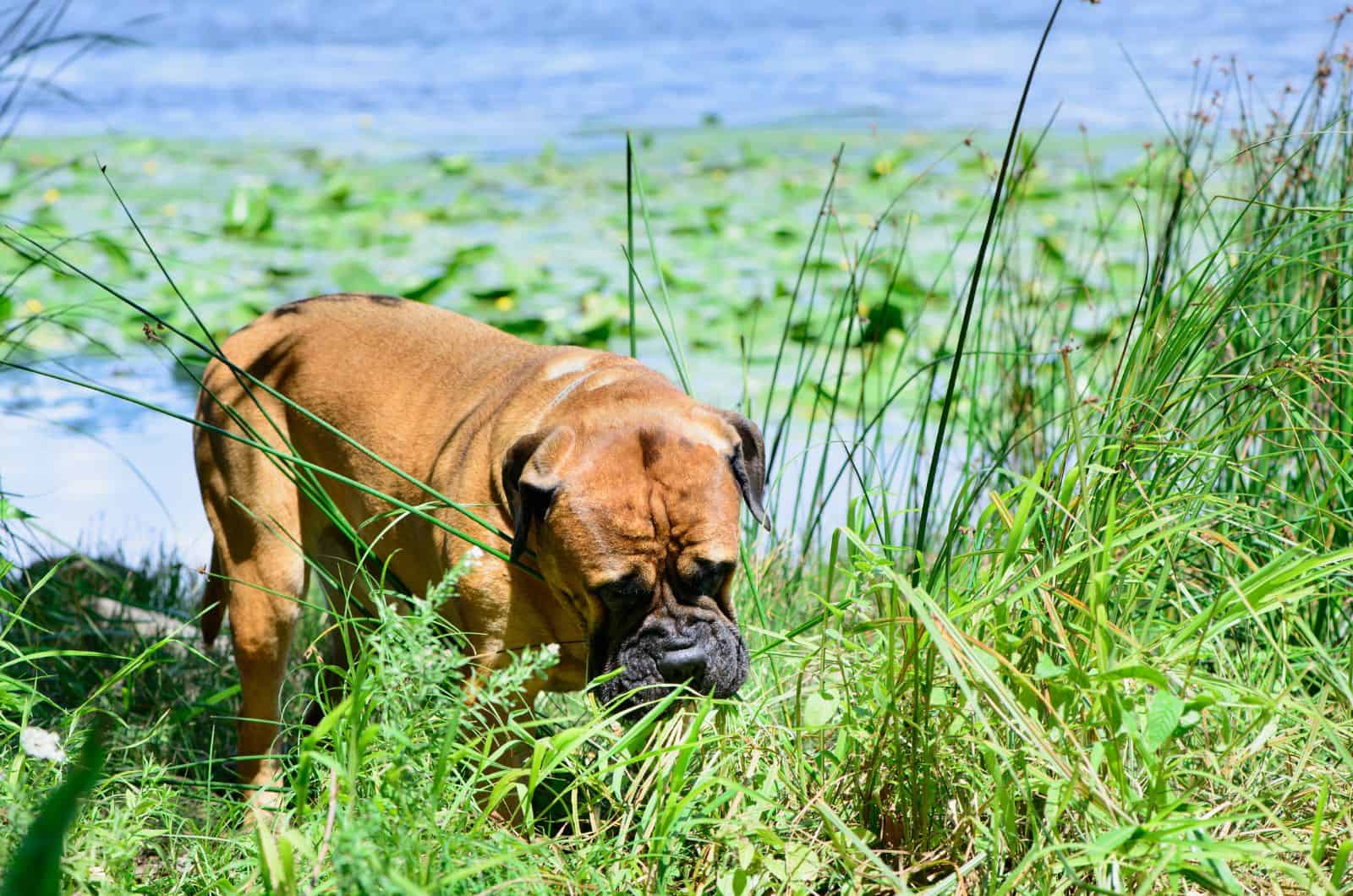 bullmastiff eats near the river