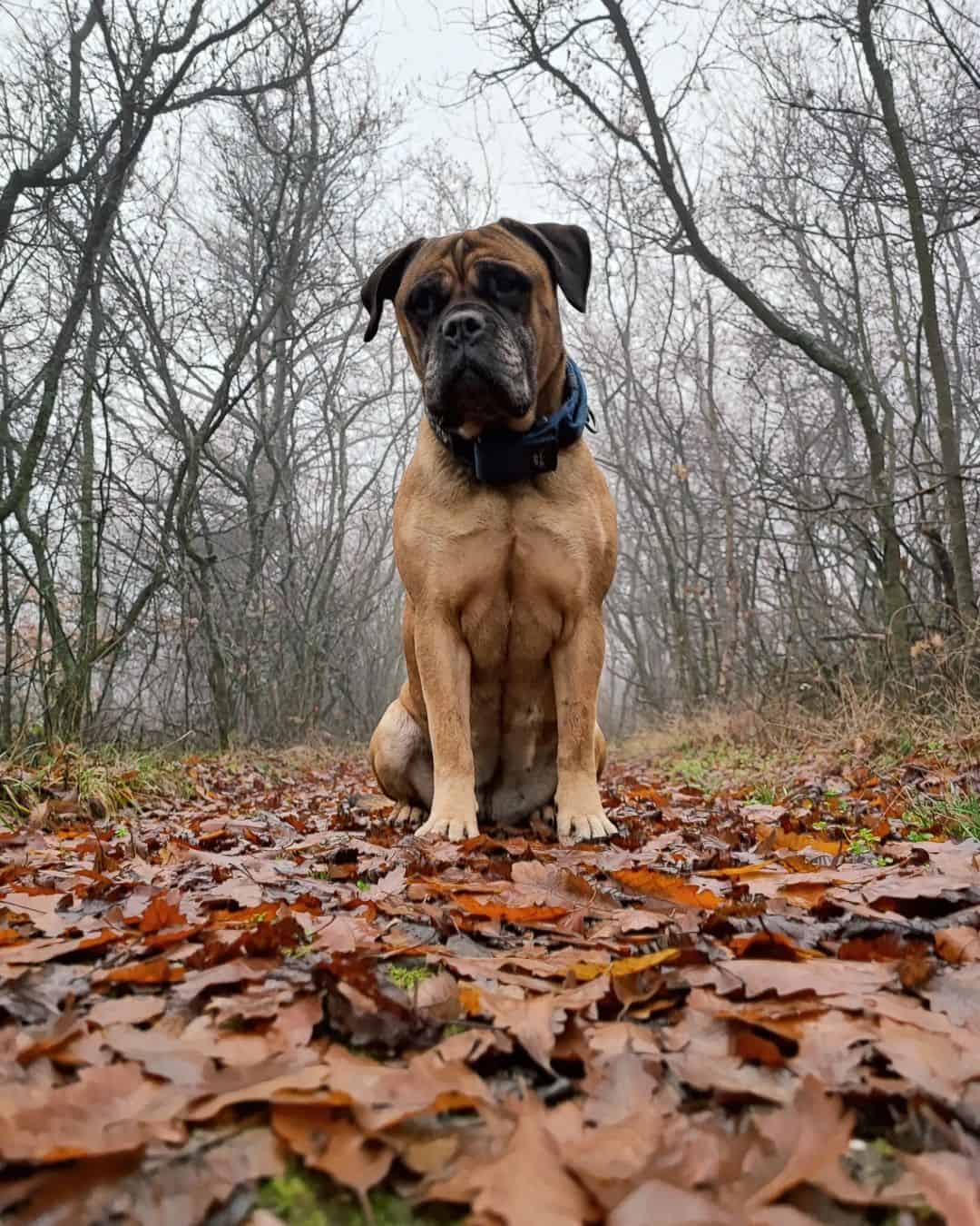 bullmastiff in nature