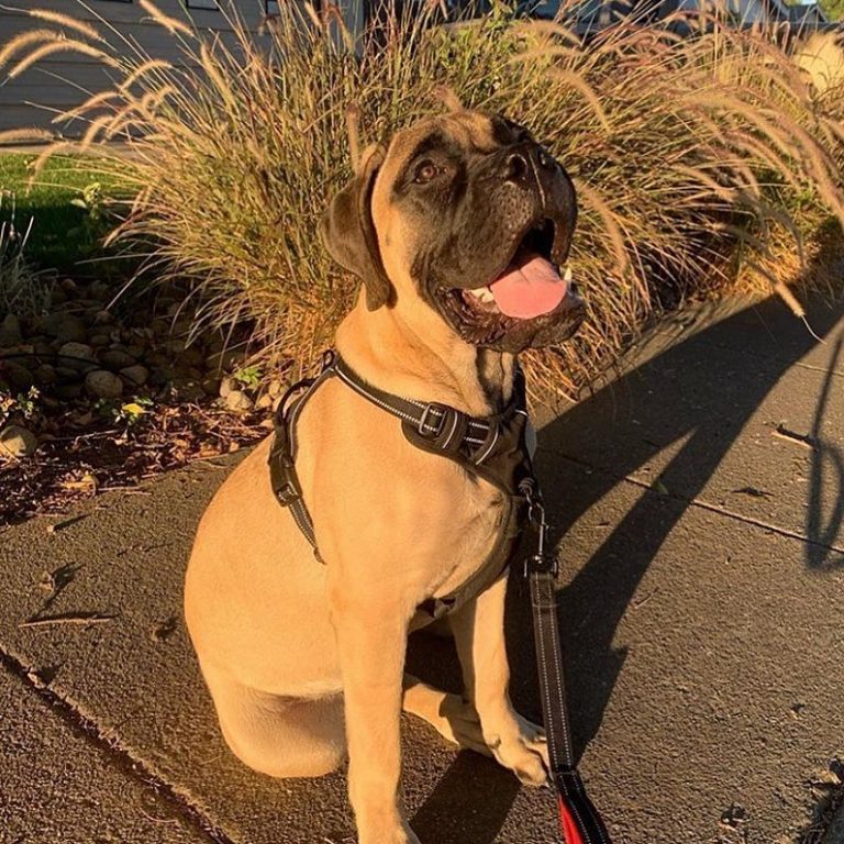 What You Need To Know About The Bullmastiff Feeding Chart