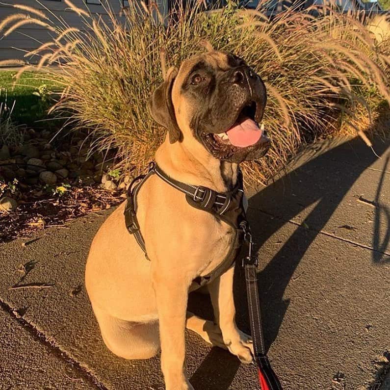 bullmastiff on a walk