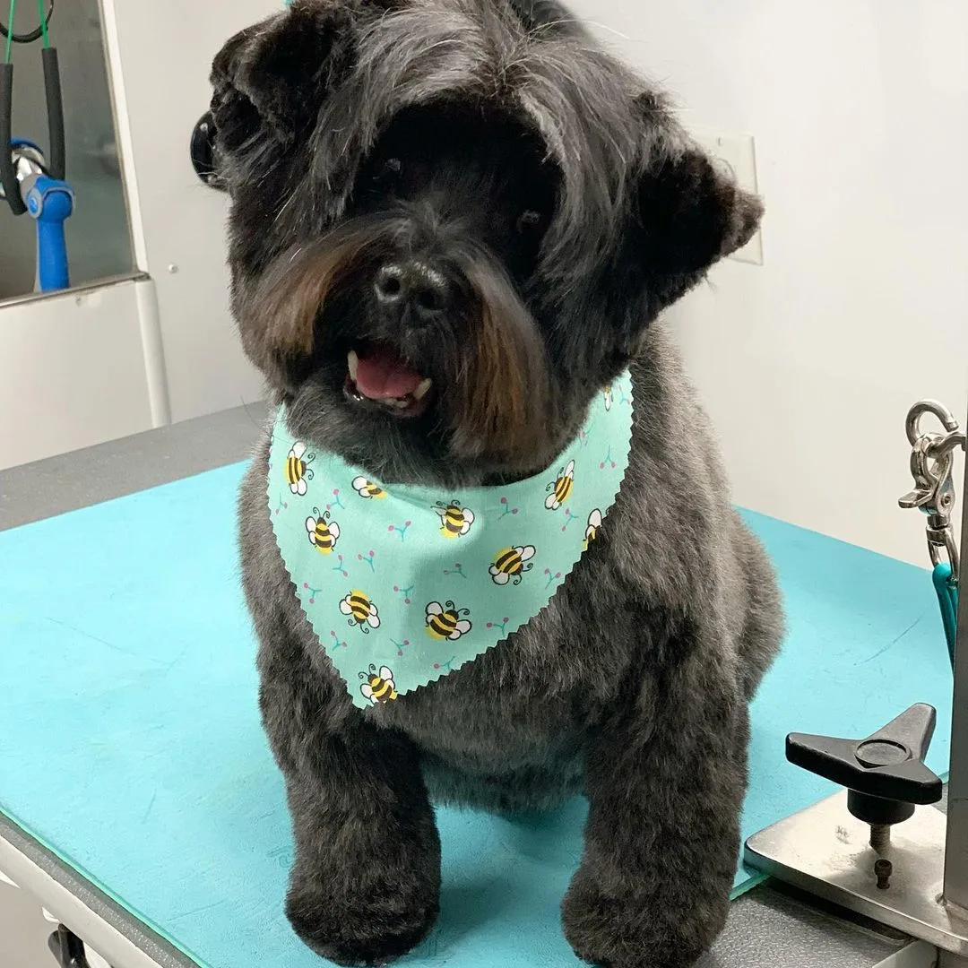 cairn doodle after grooming