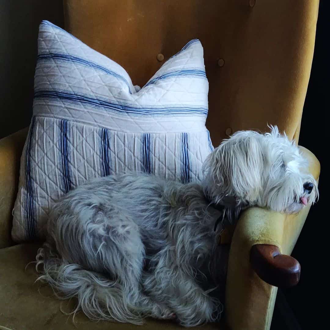 cairn terrier poodle mix