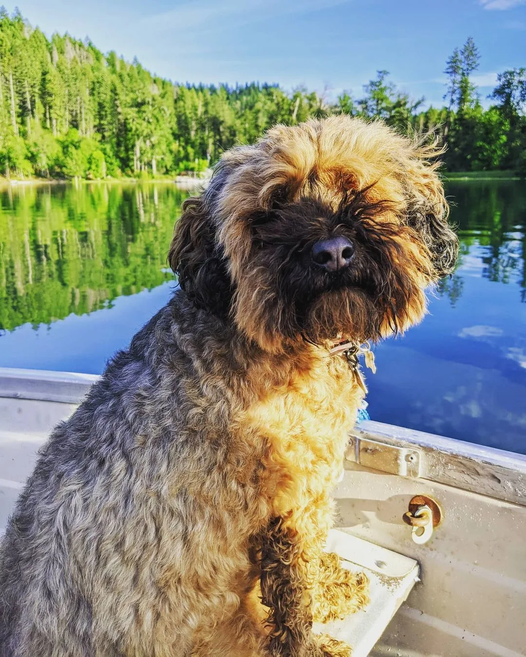 cairndoodle