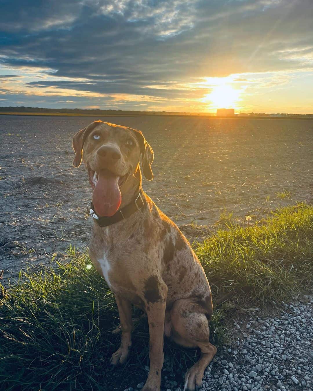 catahoula at sunset