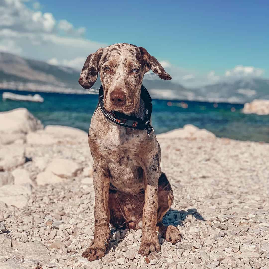 catahoula at the beach