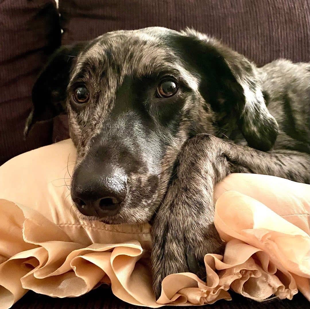 catahoula blue heeler mix dog laying