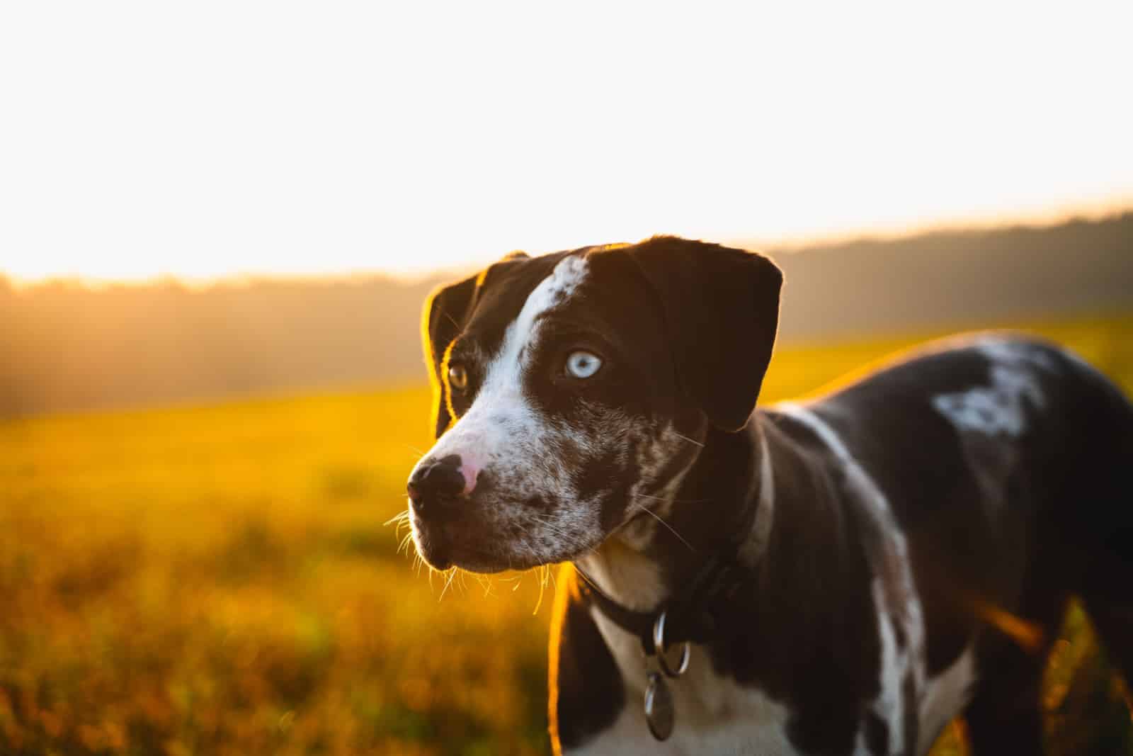 catahoula dog during sunset
