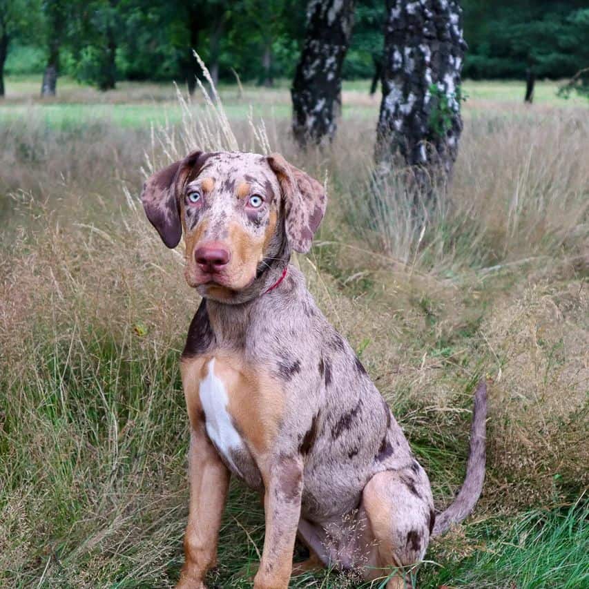 catahoula dog in a field
