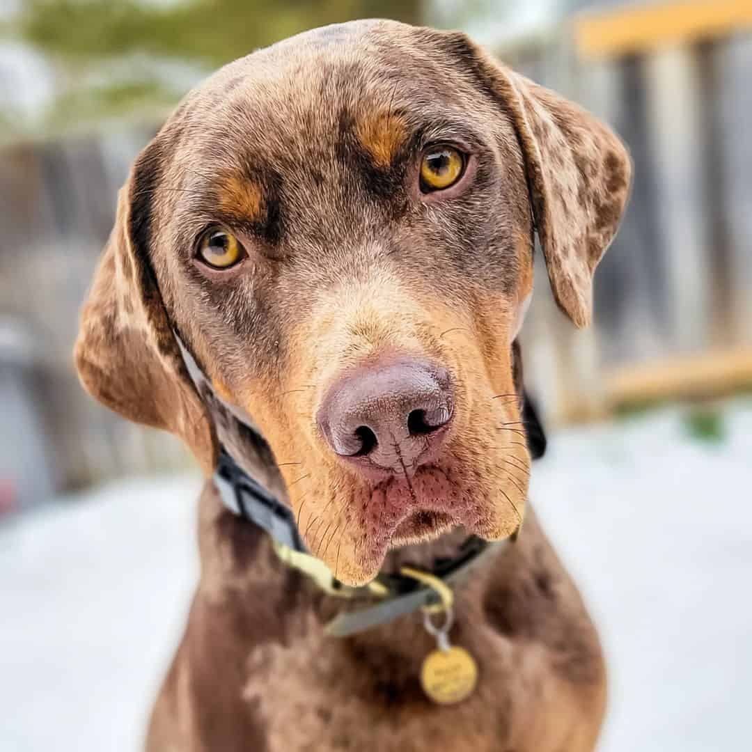 catahoula dog portrait