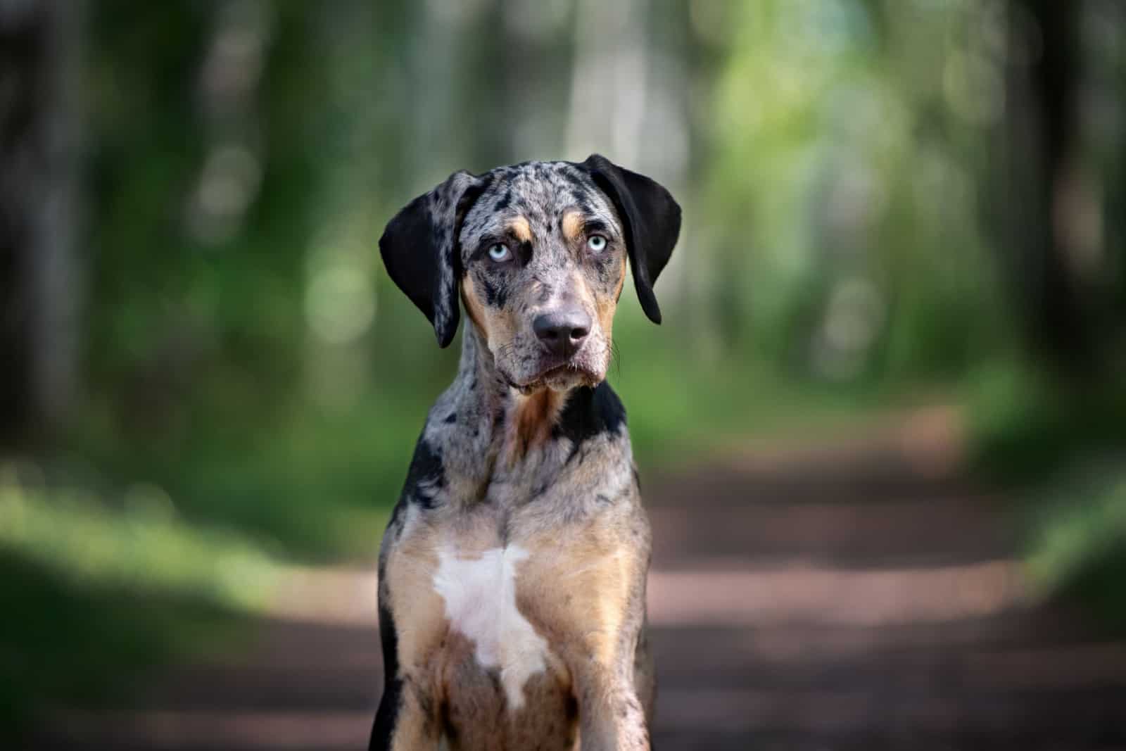 catahoula dog resting