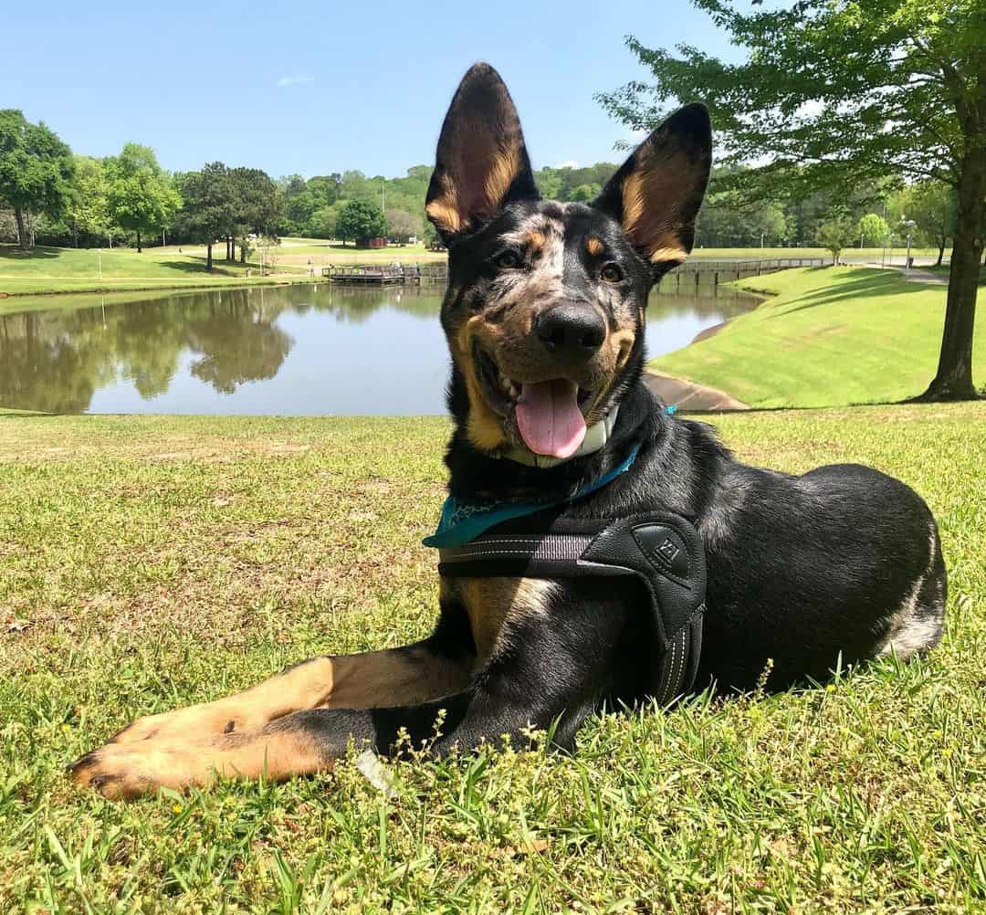catahoula gsd mix