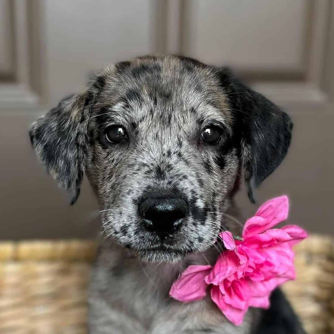 catahoula puppy with flower