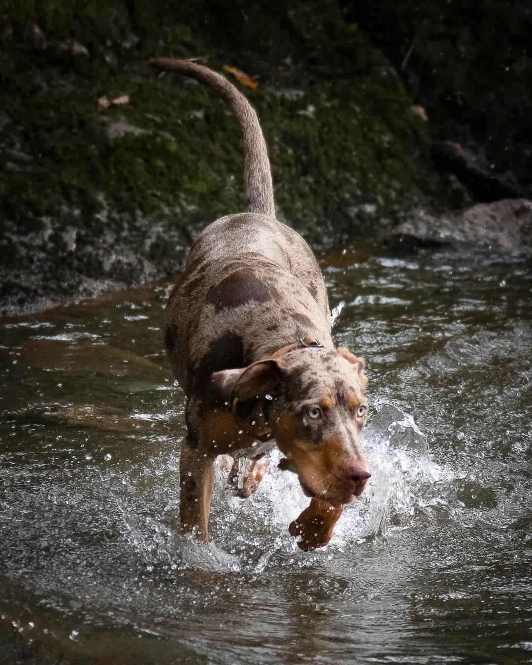 catahoula running in water