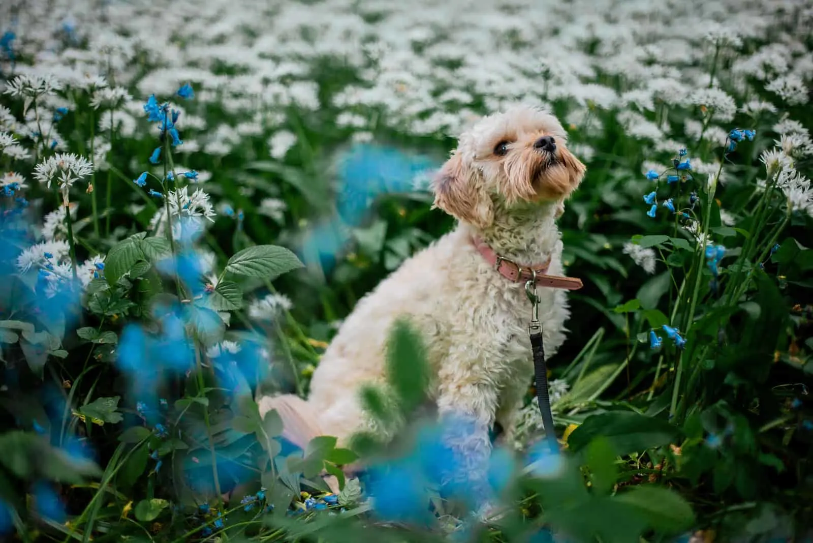 cavapoo in a flower field