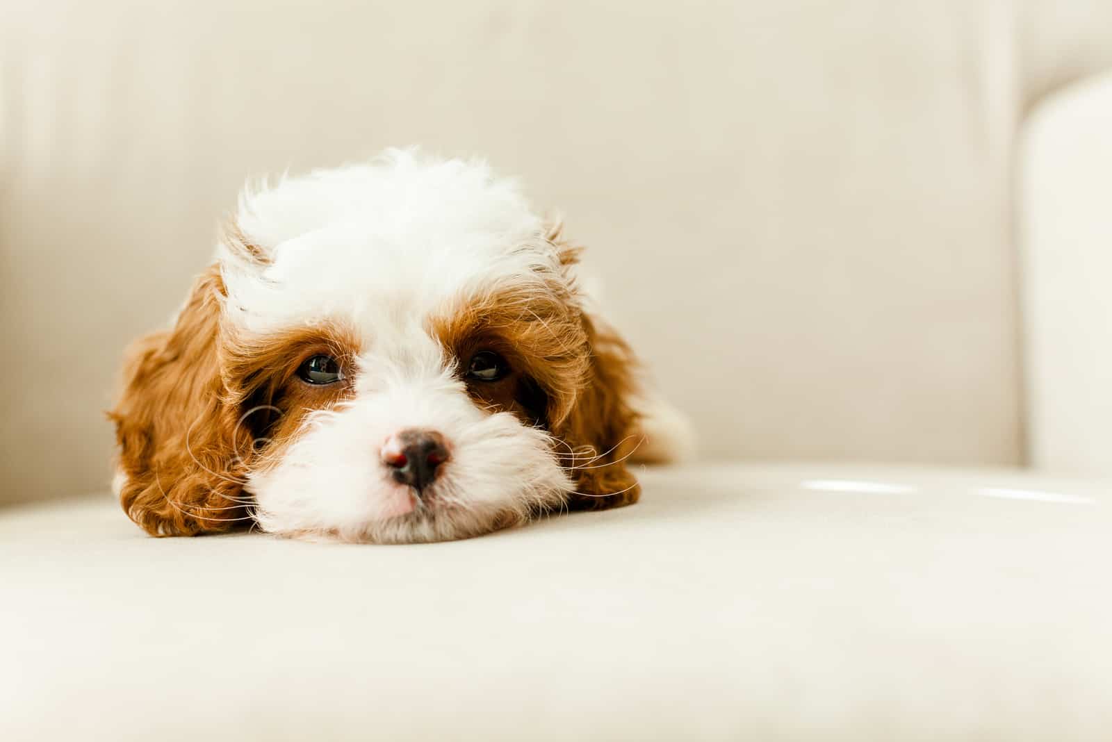 cavapoo puppy