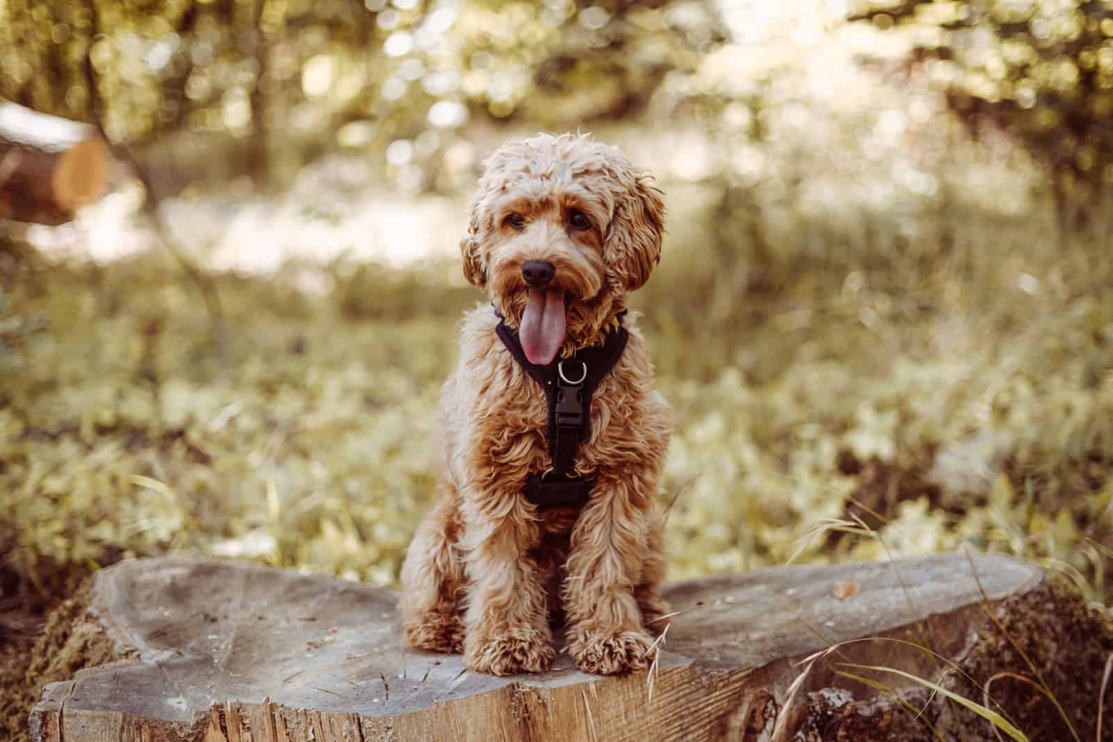 cavapoo wearing a black harness