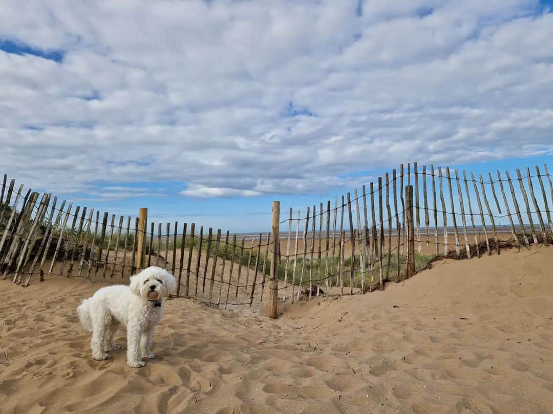 cavapoochon on a walk