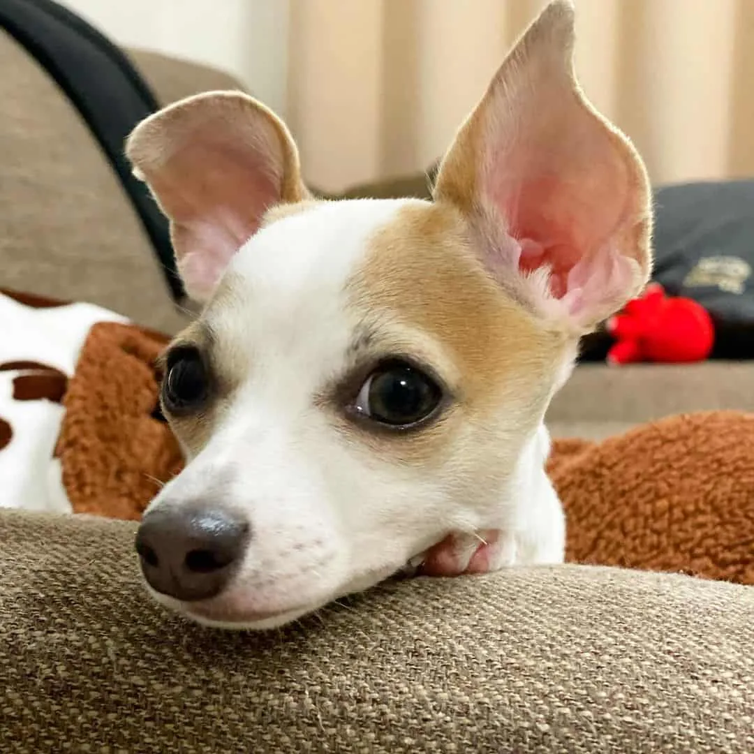 chihuahua italian greyhound mixed breed dog