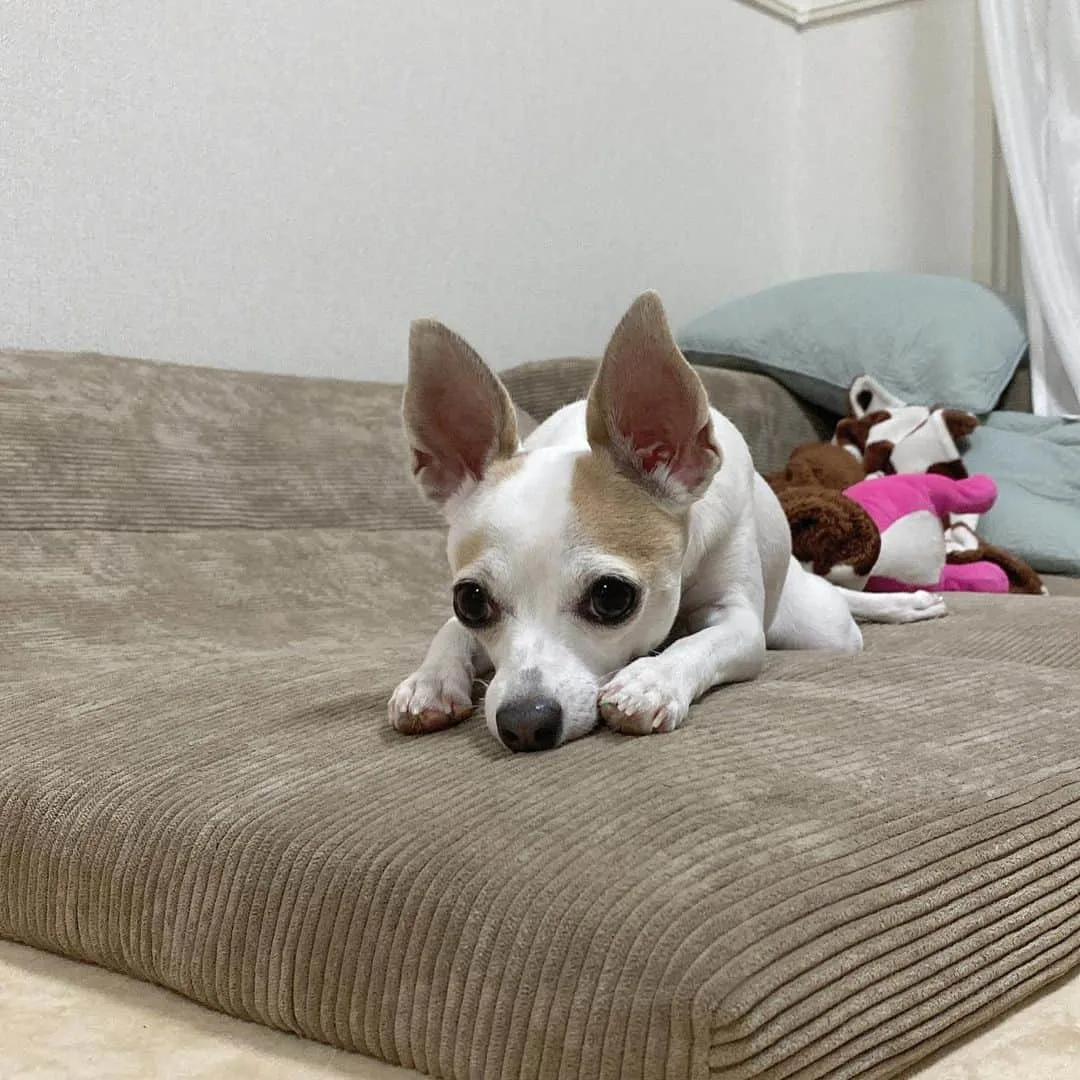 chihuahua italian greyhound resting