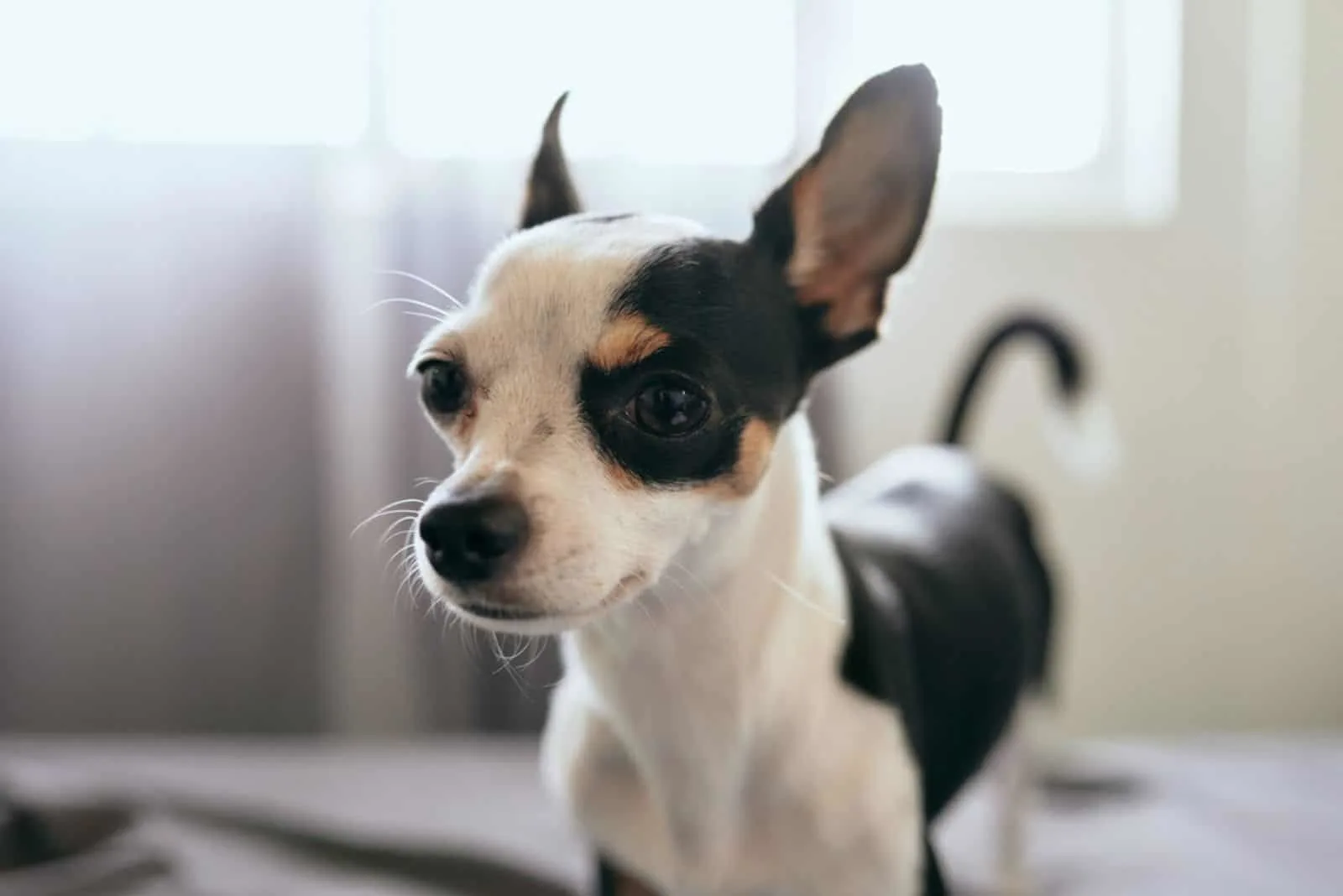 chihuahua standing on the bed