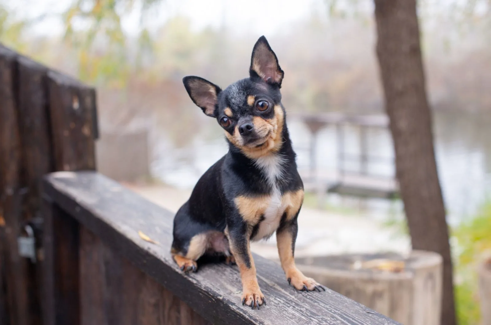 chihuahua sitting on the fence