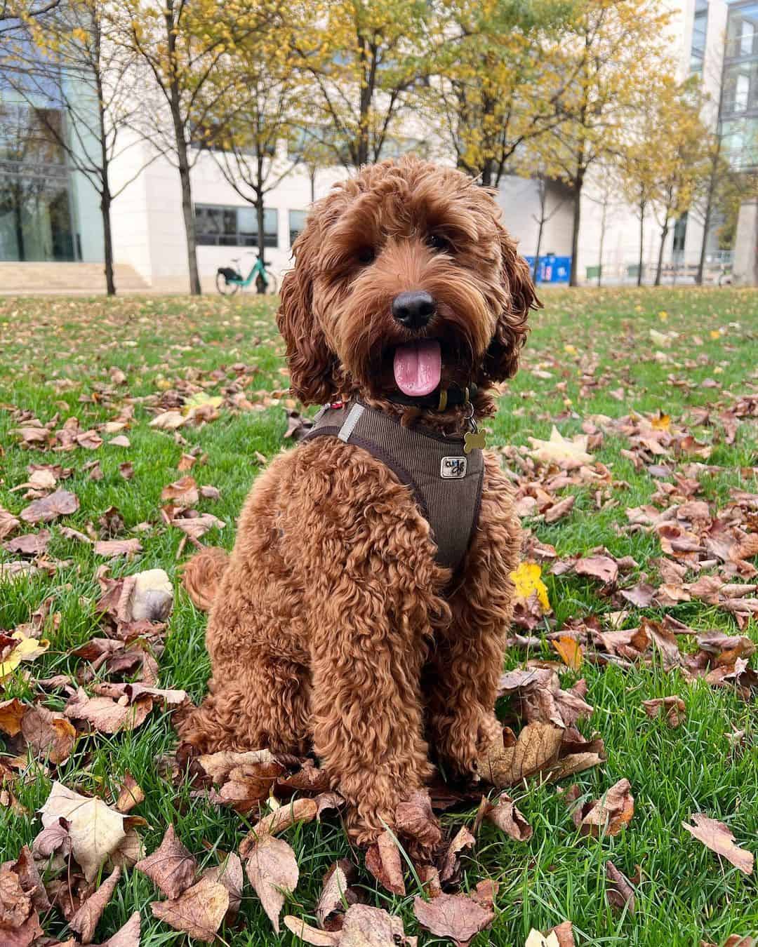 chocolate cockapoo