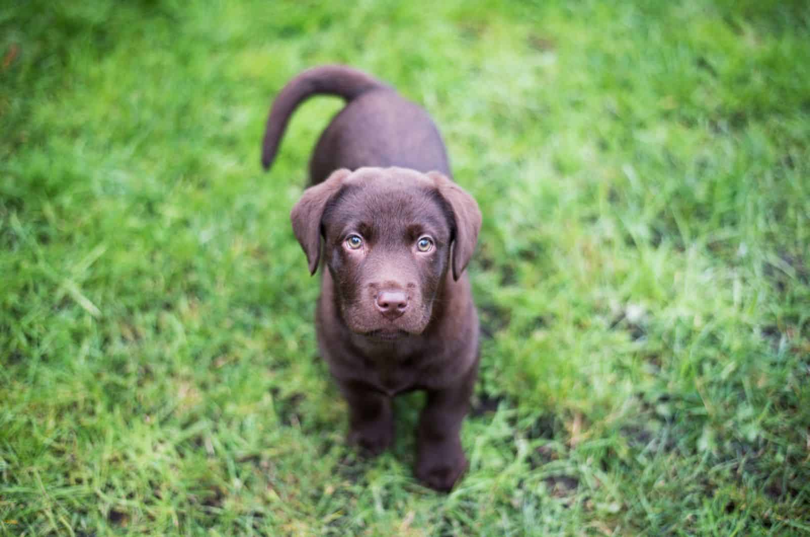 chocolate labrador puppy standing on the grass