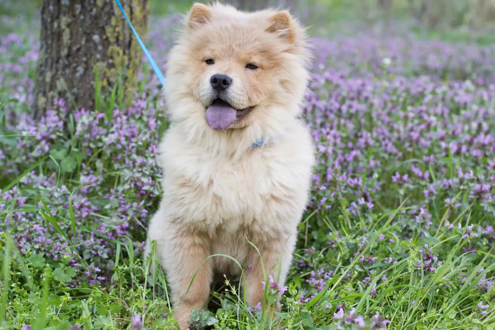 chow chow dog in the flower grass