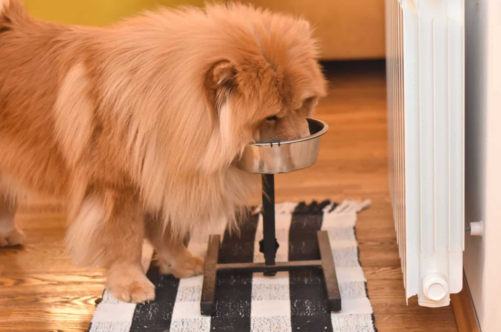 chow chow eating from a bowl