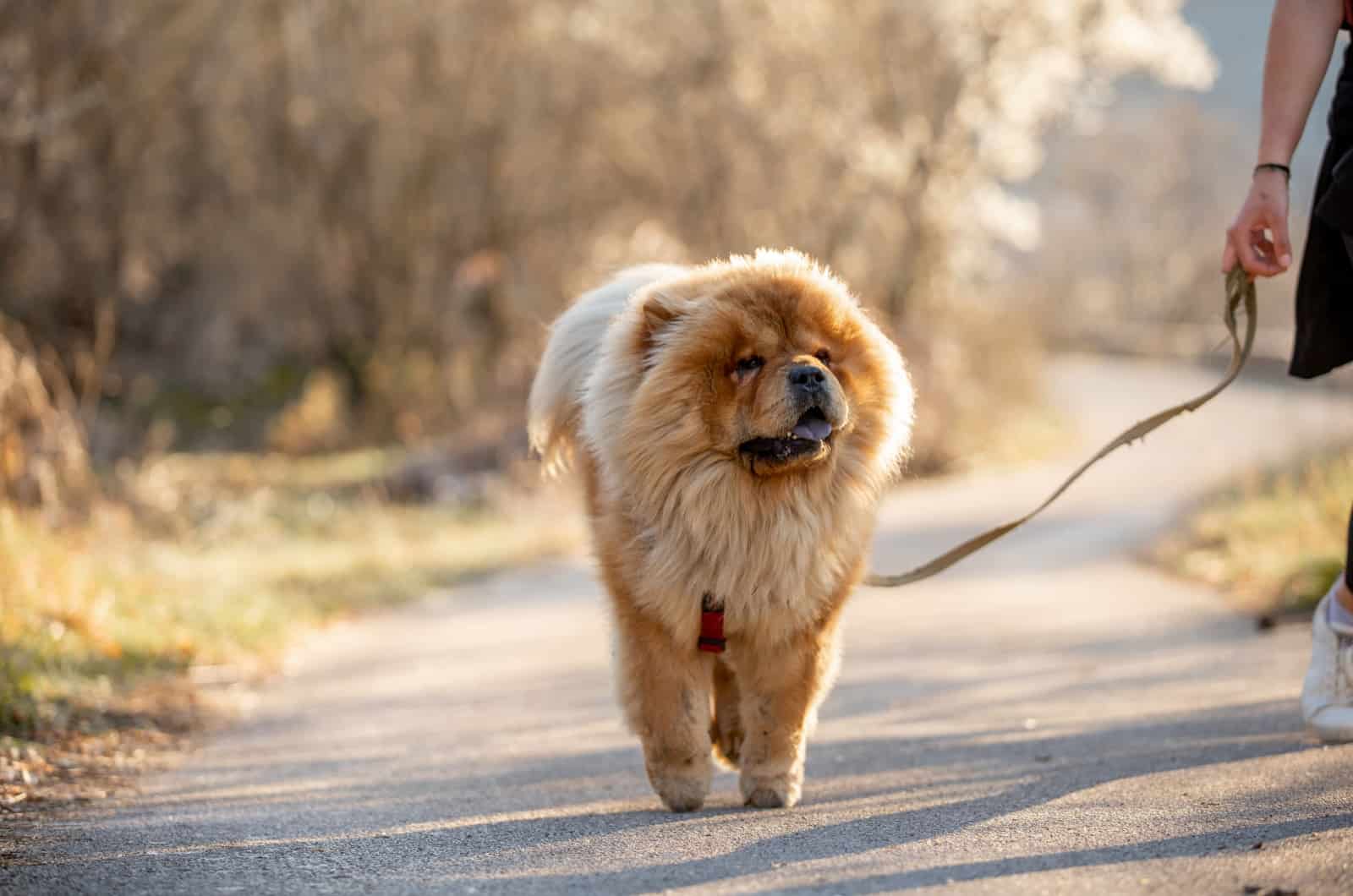 chow chow walking in nature