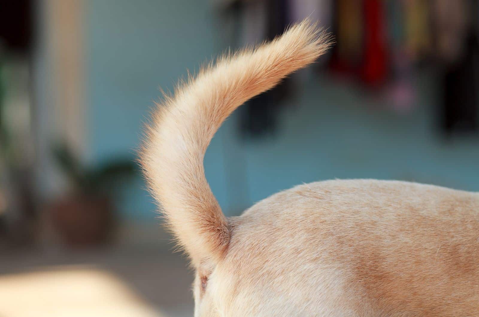 close photo of dog's tail