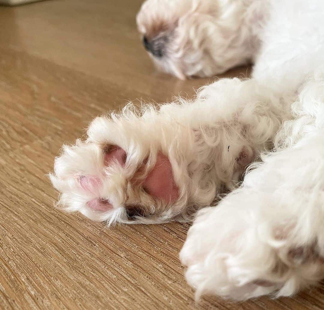 close photo of pink dog paws