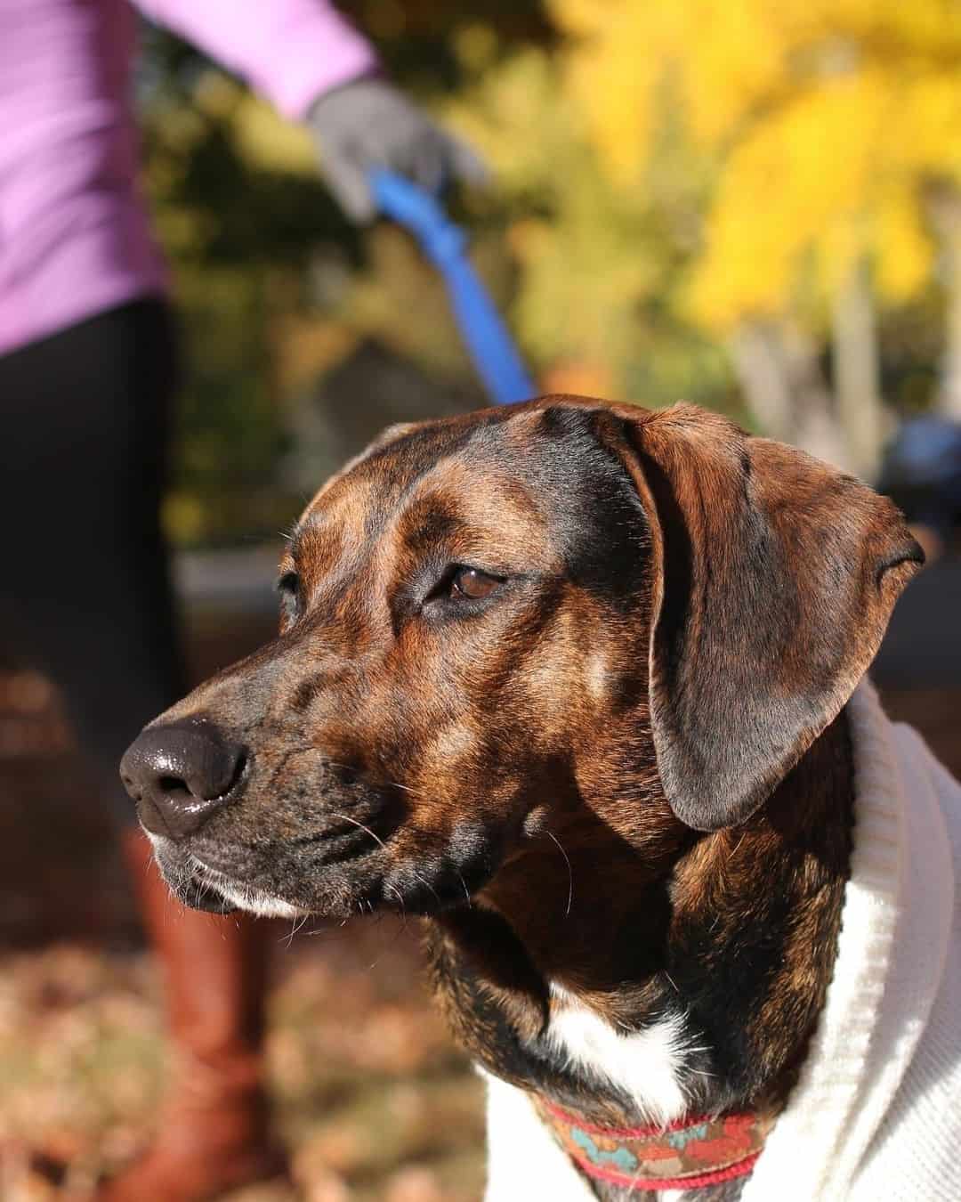 close shot Coonhound Lab Mix