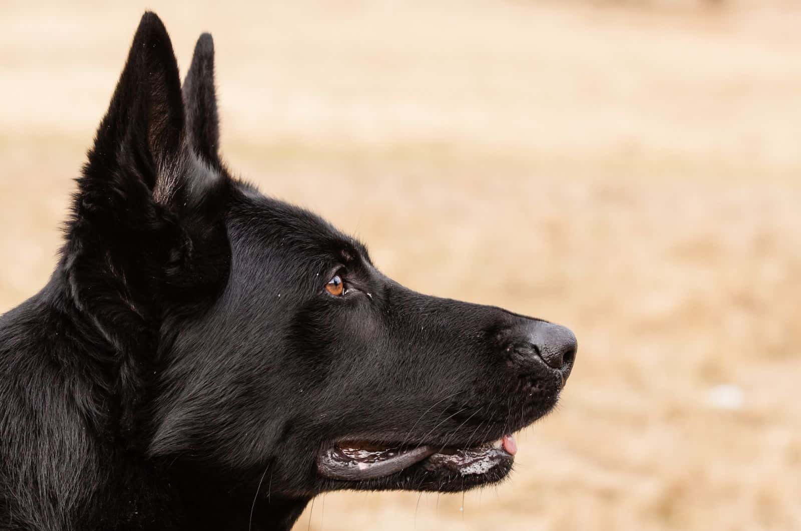 close shot of Blue German Shepherd