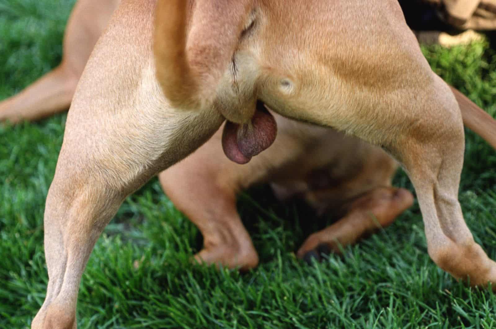 close shot of Dog’s Balls