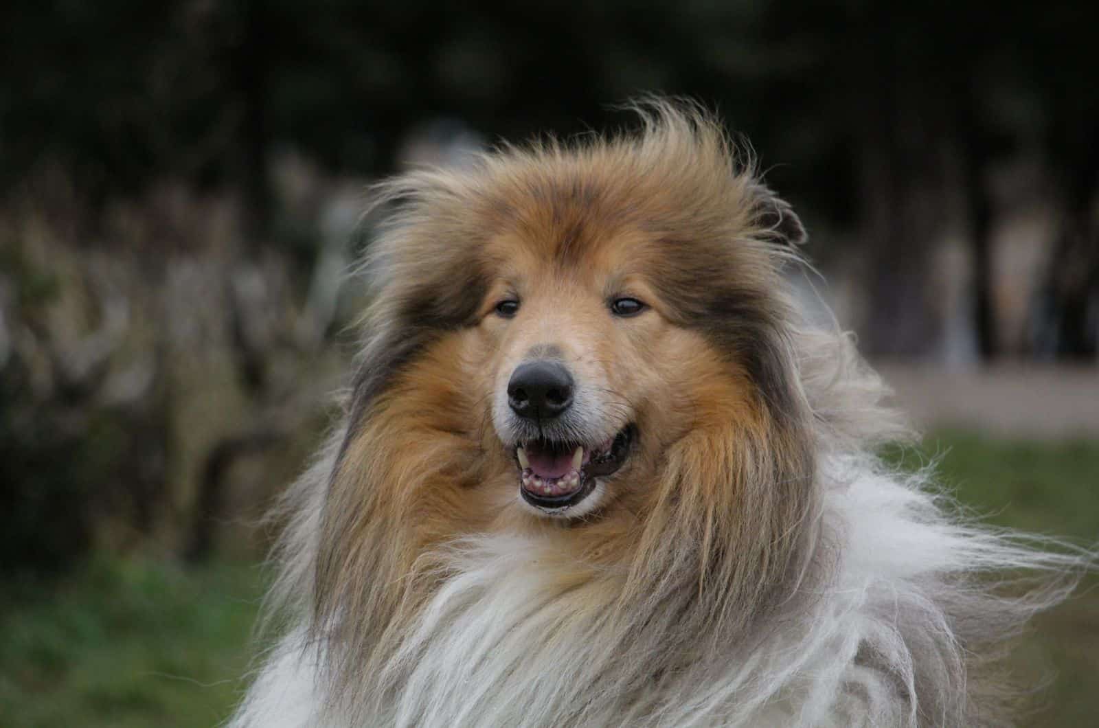 close shot of Rough Collie