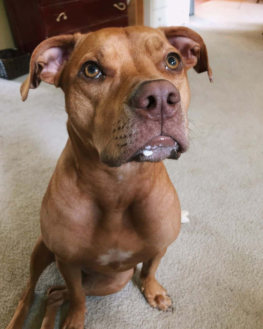 close shot of Vizsla Pitbull Mix looking up