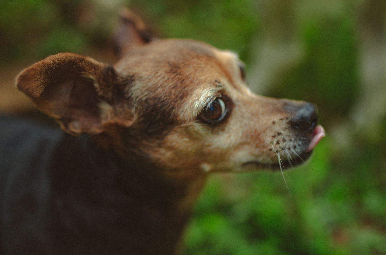 close shot of Whippet Chihuahua Mix in nature
