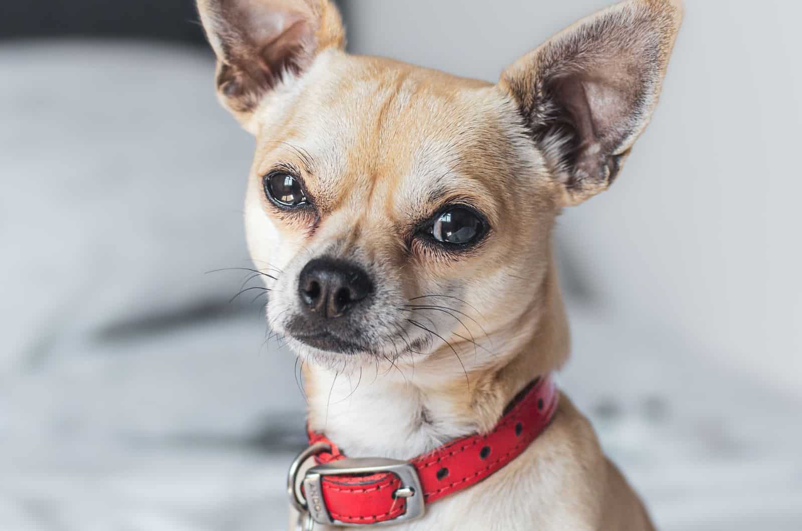 close shot of Whippet Chihuahua Mix looking at camera