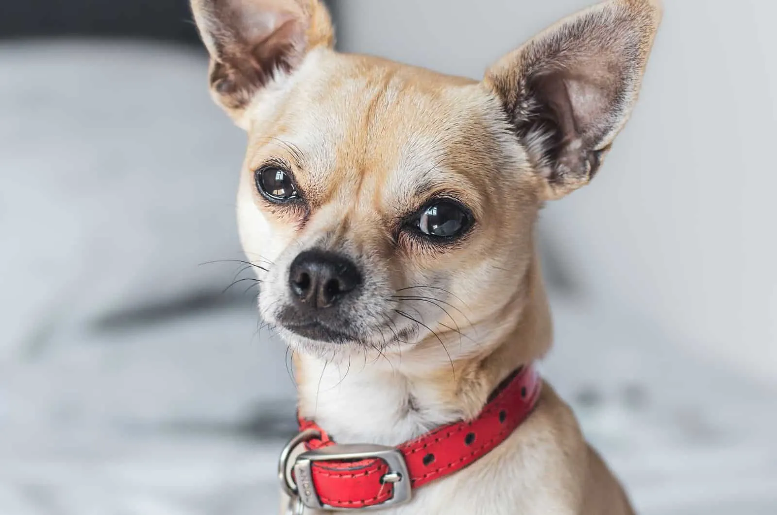 close shot of Whippet Chihuahua Mix looking at camera