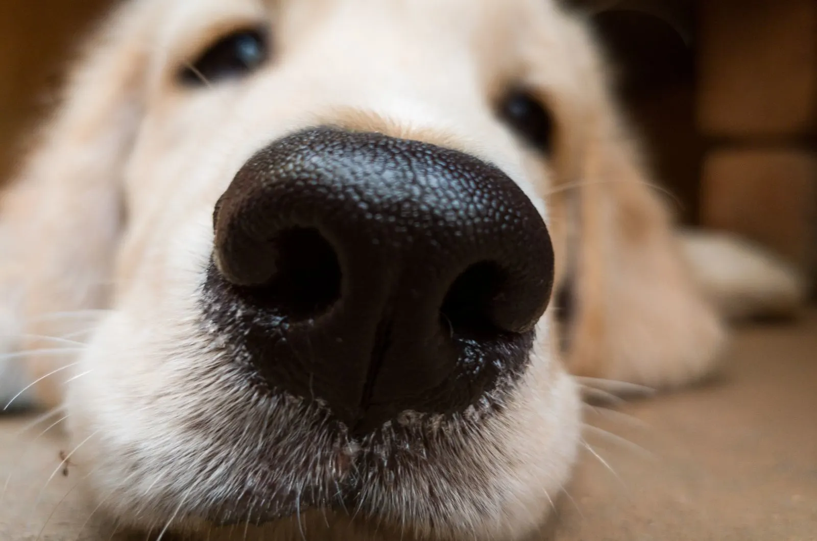 close shot of cute dog's nose