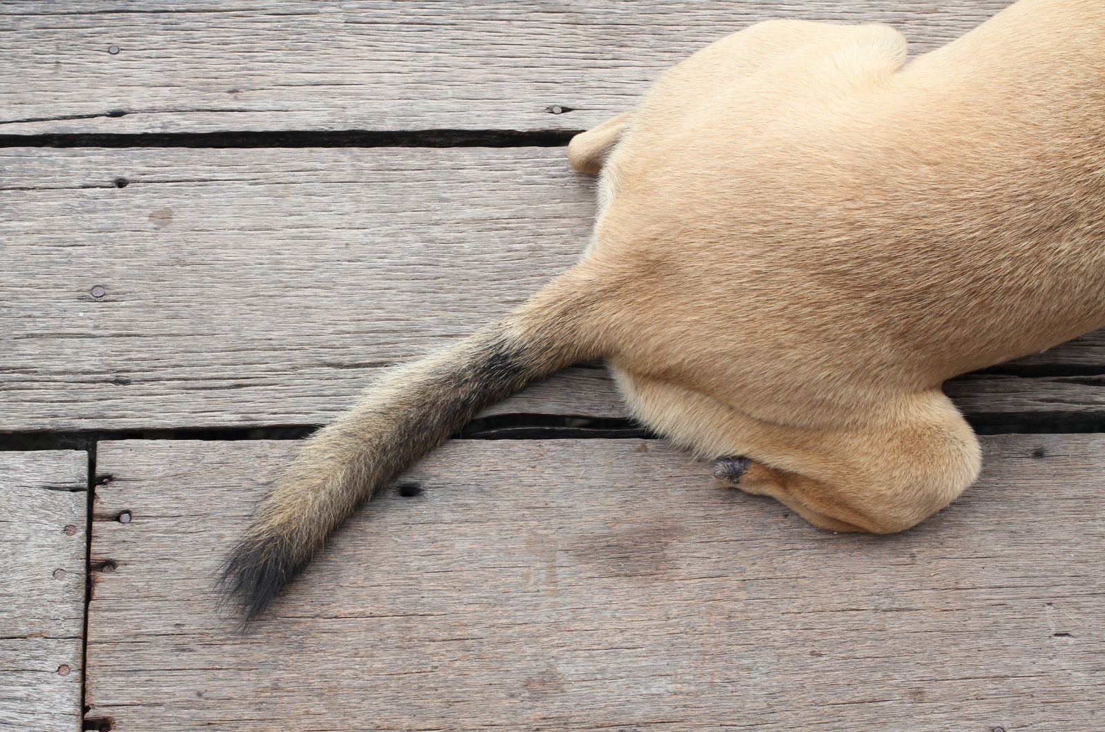 close shot of dog's tail