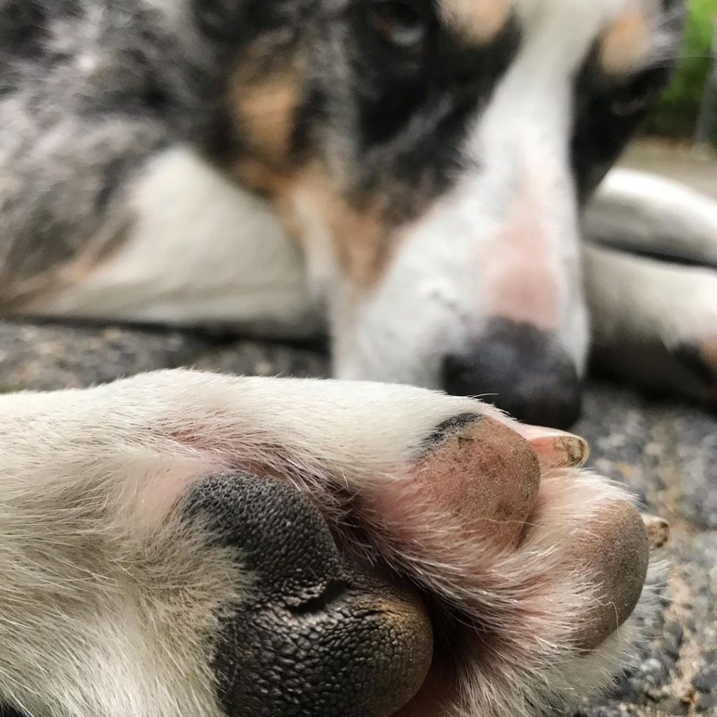 My Dogs Paws Are Pink: Is That Normal Or A Cause For Worry?